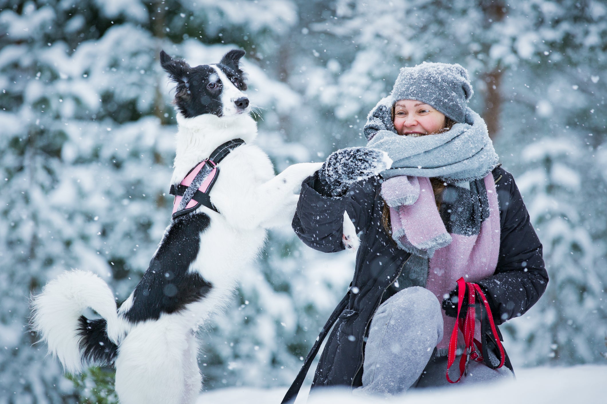 Don’t Let Fido be Your Downfall This Winter